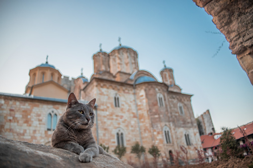 Huge gray cat laying on rock in front of an Ortodox Pravoslavic church, Manastery Manasija, Serbia