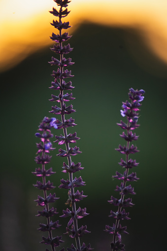 Silhouette of plurple wildflower