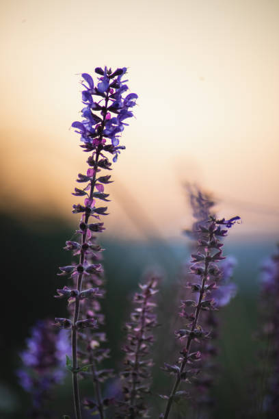 istock Purple wildflower in focus, in background sunset 1945942101