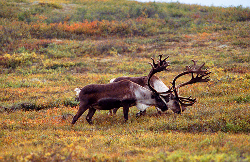 A pair of Caribou room the Alaskan tundra foraging for plants and dried grasses to feed. Caribou live in mountain and arctic tundra. Both male and female grow antlers.