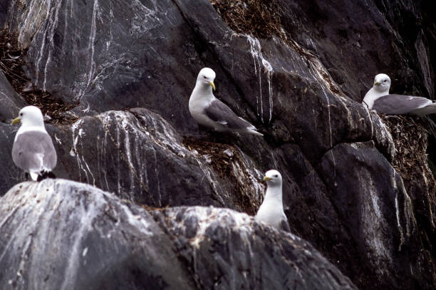 istock Kittiwake Birds on Rugged Coastline 1945960695