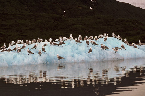 Kittiwake birds perch on the cliffs of the arctic and subarctic regions of the world. These birds are perched on a ice glacier. They build their nests on exposed rock ledges. They return to the open ocean once summer breeding season is finished.