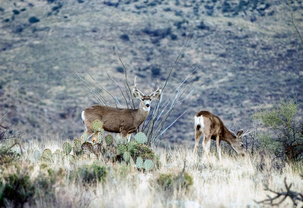 istock Mule Deer in the Arizona Desert 1945963251