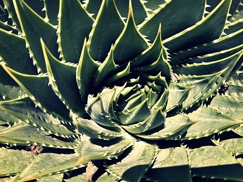 Detail of the centre of a green succulent plant. The genus of this succulent is Aloe Polyphylla. This collection of Aloe Polyphylla cactus backgrounds are taken with a mobile phone and reworked in colour for a modern blog style.