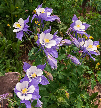 The Columbine is the state flower of Colorado. The plants are found in the higher attitudes in meadows and woodlands. They are known for the lilac color and spurred petals of their flowers.