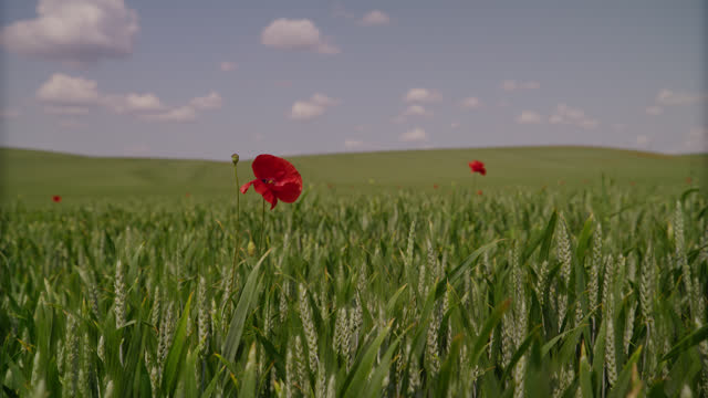 SLO MO DOLLY of Poppy Flowers Blooming on Green Wheat Field against Sky during Sunny Day