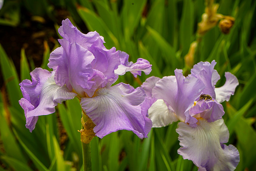 Studio Shot of  Blue Colored Iris Flower Isolated on White Background. Large Depth of Field (DOF). Macro.