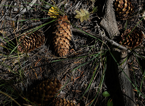 Pine cones are found on the forrest ground.
