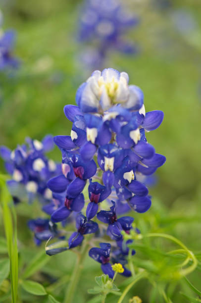 istock Bluebonnet in a bluebonnet field 1946001680