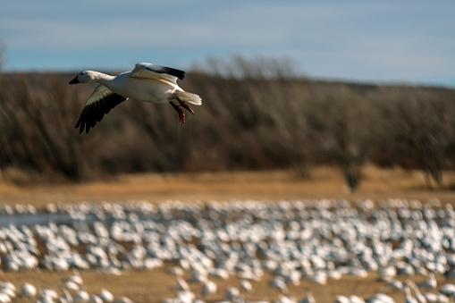 Snow geese migrate from the north to warmer climates during the winter months. The geese fly very high and migrating in large numbers along narrow corridors. This snow geese is landing to join other birds in the flock.