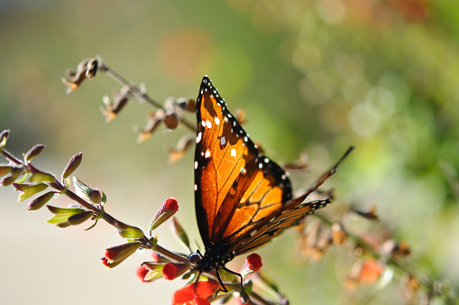 Monarch butterflies (Danaus plexippus) resting on a tree branch in their winter nesting area.\n\nTaken in  Santa Cruz, California, USA