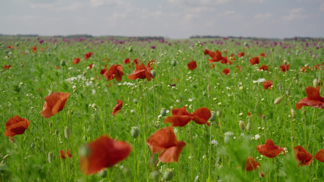 SLO MO Handheld Shot of Fresh Red Poppy Flowers and Buds on Windy Green Wheat Field against Cloudy Sky