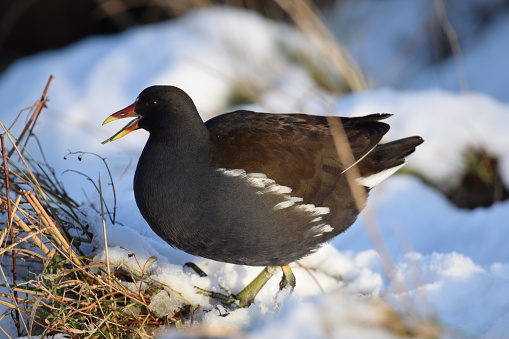 A series of photographs of moorhen’s in the snow.