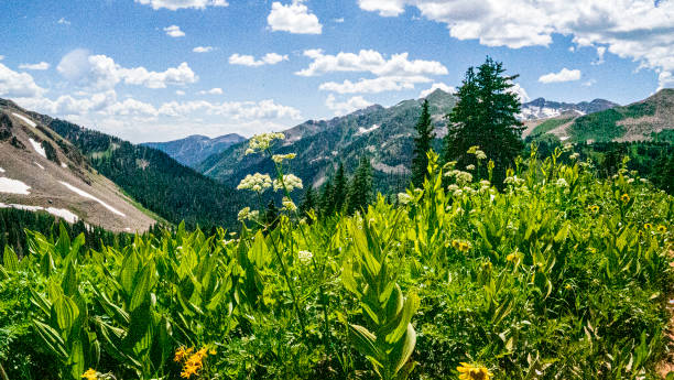 istock Picture Perfect Image-Colorado 1946043085
