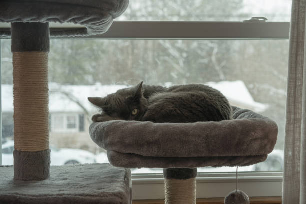 Gray cat with one eye open, looking at the camera, curled up in a cat tree by the window on a snowy winter day.