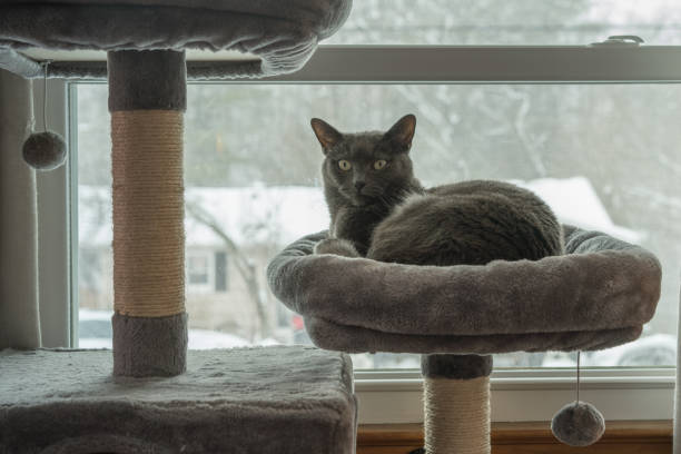 Gray cat with both eyes open, looking at the camera, curled up in a cat tree by the window on a snowy winter day.
