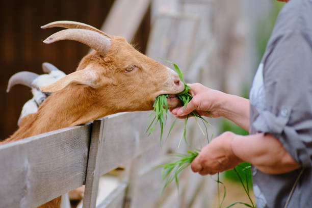 istock Each goat eagerly eats the grass from the woman's hand, appreciating her nurturing and care. 1946109202