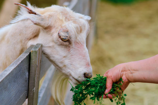 istock Each goat eagerly eats the grass from the woman's hand, appreciating her nurturing and care. 1946109211