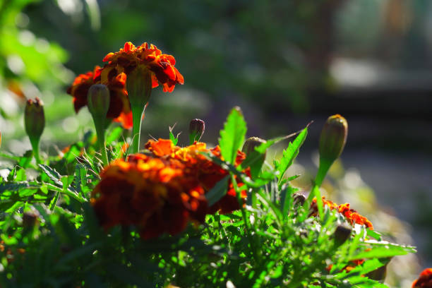 marigolds . tagetes erecta, mexican marigold, aztec marigold, african marigold - agriculture bed botany copy space imagens e fotografias de stock