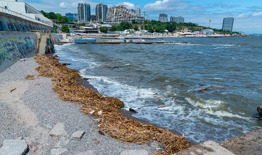 Odessa, Ukraine - June 12, 2023: Consequences of the Accident at the Kakhovka power plant, pollution of the beaches of Odessa with garbage and plant remains brought by water