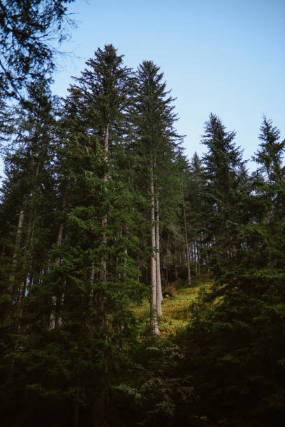 istock Forest in the Italian Alps 1946140124