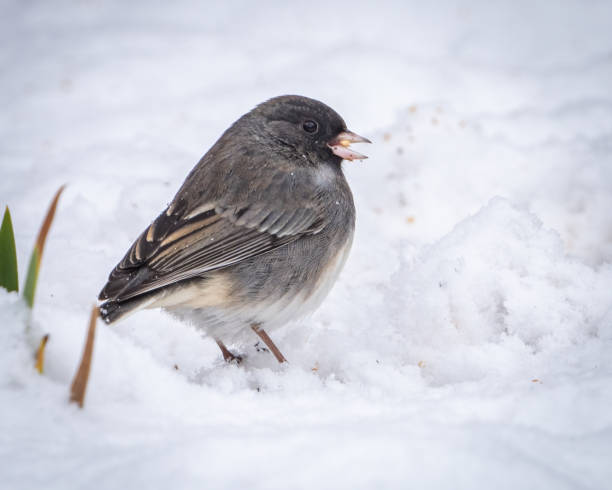 istock Junco bird in the branches in snow 1946142203