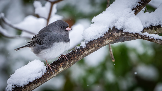 Junco bird in the branches in snow