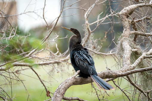 A big anhinga bird resting on tree branch in Florida wetlands.