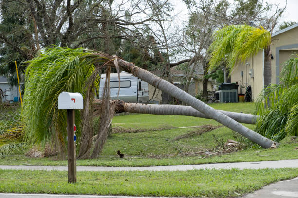 palma sradicata dopo l'uragano sul cortile di casa della florida. concetto di conseguenze di un disastro naturale - tree removing house damaged foto e immagini stock