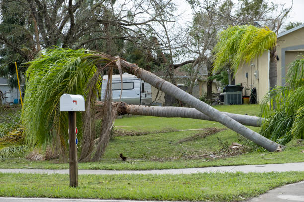 istock Uprooted palm tree after hurricane on Florida home front yard. Aftermath of natural disaster concept 1946145974