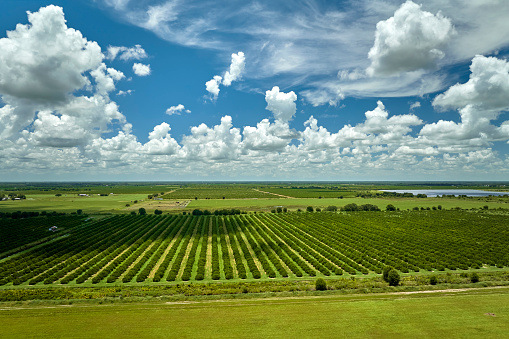 View from above of green farmlands with rows of orange grove trees growing on a sunny day in Florida.