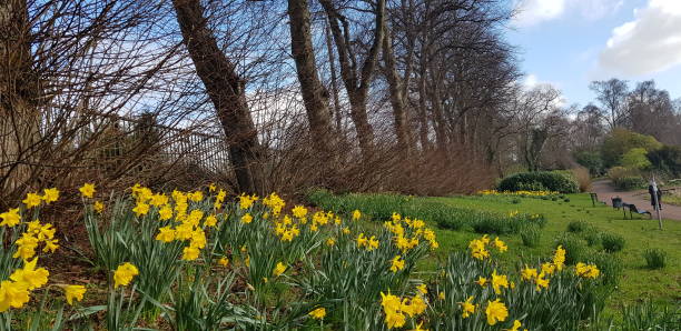 istock Daffodils blooming at a park, Glasgow Scotland England UK 1946157318