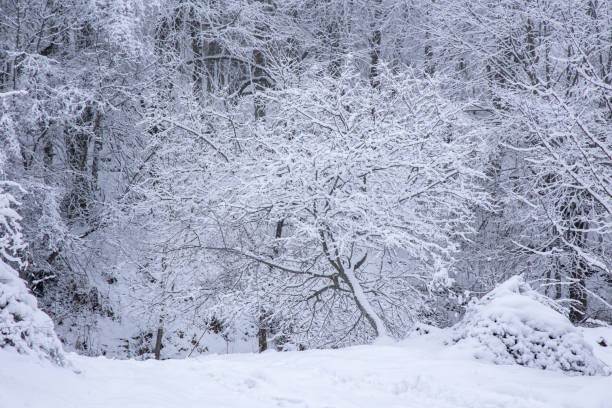 Winter landscape with snowy trees near a frozen lake , winter time