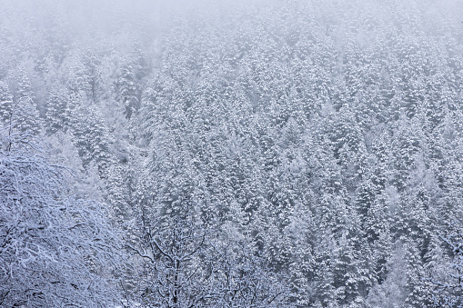 Snow landscape in Dardhe village, Korça