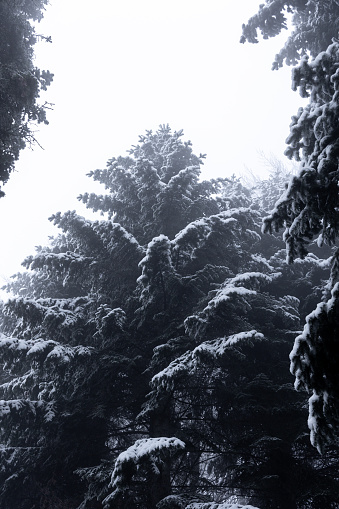 Snow landscape in Dardhe village, Korça