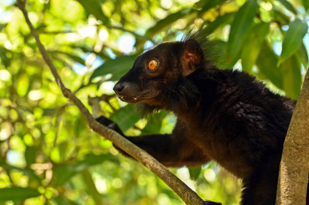 Black lemur sitting on the tree
