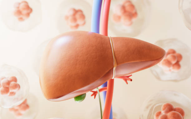 istock Liver organ with health care concept, 3d rendering. 1946176353