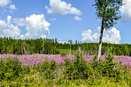 Birch forest with beautiful caracteristic pink flowers. Divcibare, Serbia. Spring - summer season