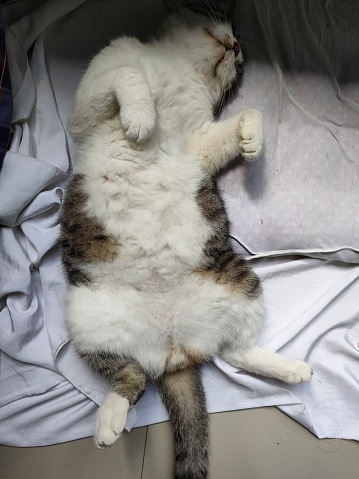 cat sleeping soundly cat style. The cat looks relaxed while sleeping. when comfortable, cats sleep on their backs. while when anxious, cats sleep on their backs. Cats can sleep anywhere. sometimes on the floor and sometimes sleeping on a chair.