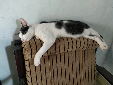 cat sleeping soundly cat style. The cat looks relaxed while sleeping. when comfortable, cats sleep on their backs. while when anxious, cats sleep on their backs. Cats can sleep anywhere. sometimes on the floor and sometimes sleeping on a chair.