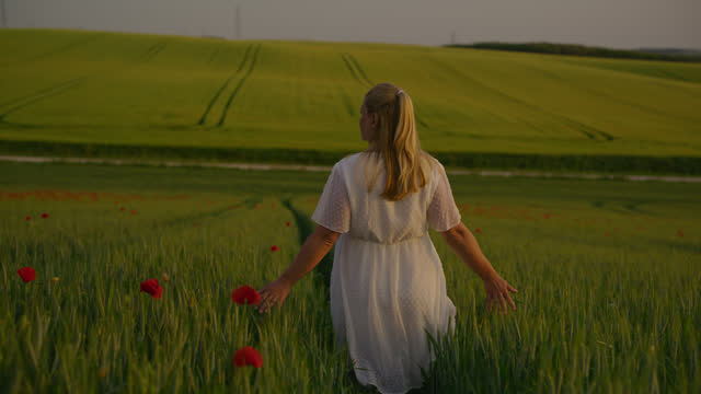 SLO MO Rear View of Pregnant Woman Touching Wheat Plants while Walking on Field during Daytime