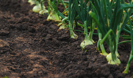 Onions growing in the garden. Selective focus. Nature.