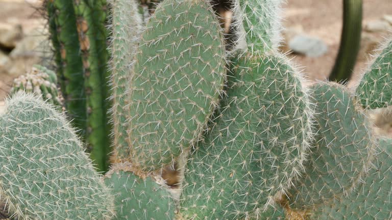 Cactaceae Opuntia cactus at Ecorium National Institute of Ecology - deserted biome