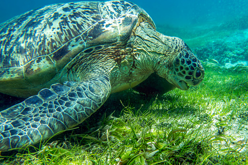 Sea turtle Caretta Caretta , from island Sakatia , Madagascar nature