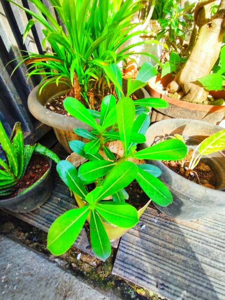 istock Green Plants Decorate My Front House 1946228324
