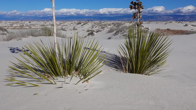 Yucca Plant (Yucca elata) and desert pants on Sand Dune at White Sands National Monument. New Mexico, USA