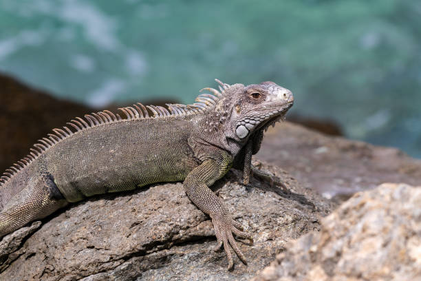 istock Closeup, Green Iguana. Looking to the side. Ocean in background. 1946248567