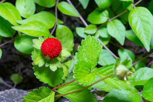 Potentilla indica - known commonly as mock strawberry, Indian-strawberry, red berry on a background of green leaves in the botanical garden, Odessa