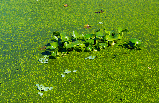 Pontederia crassipes (Eichhornia crassipes), plants floating among duckweed and Wolfia in a eutrophic lake