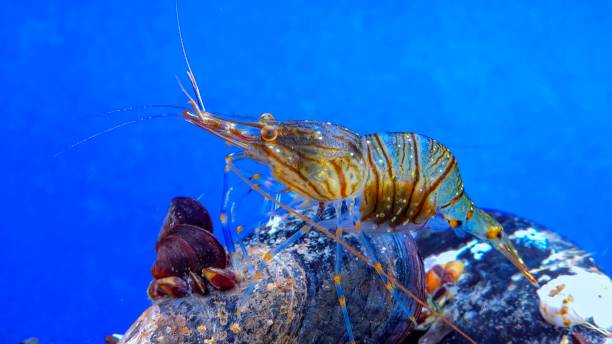 istock Rockpool shrimp (Palaemon elegans), crustacean underwater 1946249131